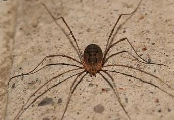 Daddy Longlegs: Order Opiliones