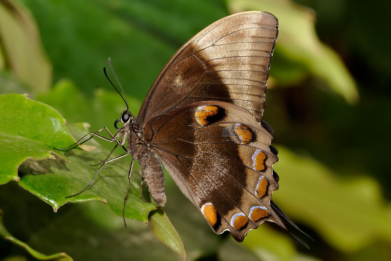 Ulysses Butterfly (Papilio ulysses) - underside; DISPLAY FULL IMAGE.