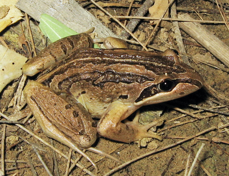 Striped Marsh Frog (Limnodynastes peronii) - Wki; DISPLAY FULL IMAGE.