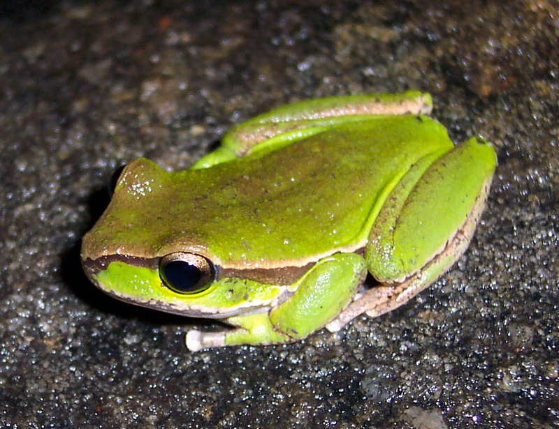 Blue Mountains Tree Frog (Litoria citropa) green morph; DISPLAY FULL IMAGE.