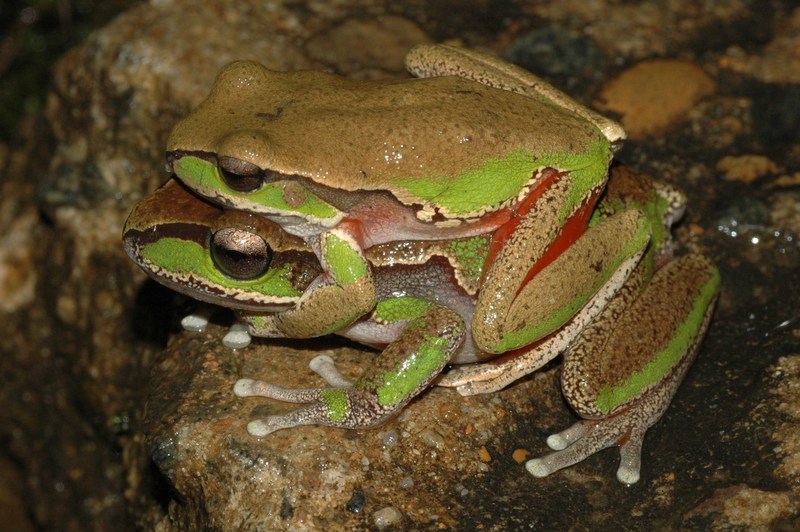 Blue Mountains Tree Frog (Litoria citropa) mating; DISPLAY FULL IMAGE.