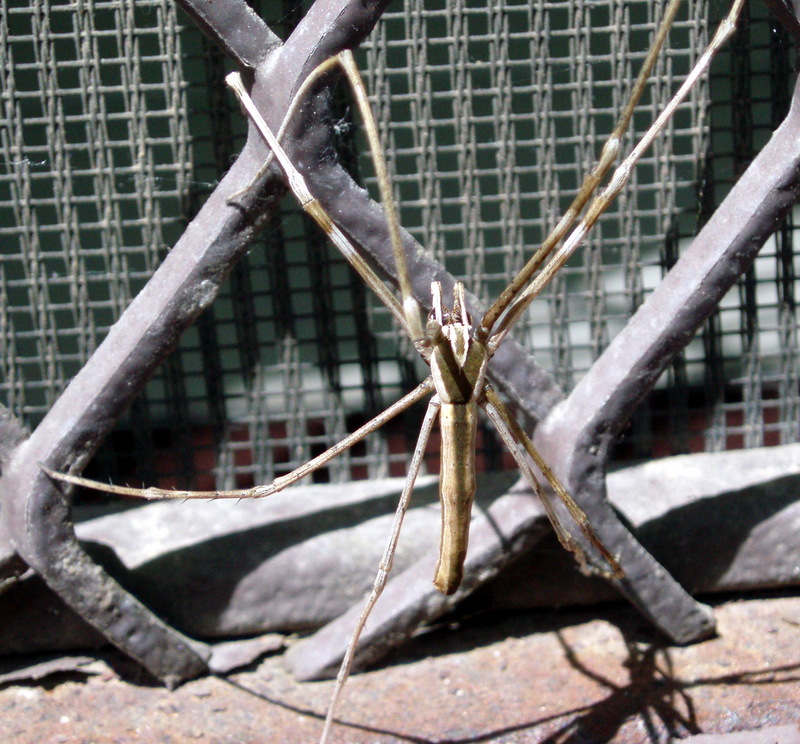 Rufous Net-casting Spider (Deinopis subrufa) - Wiki; DISPLAY FULL IMAGE.