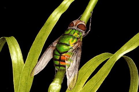 Green Parasitic Fly (Rutilia formosa); Image ONLY