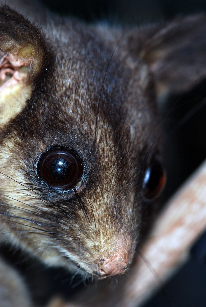 Leadbeater's Possum (Gymnobelideus leadbeateri) Taxidermy specimen; DISPLAY FULL IMAGE.