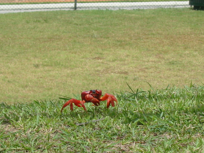 Christmas Island Red Crab (Gecarcoidea natalis); DISPLAY FULL IMAGE.