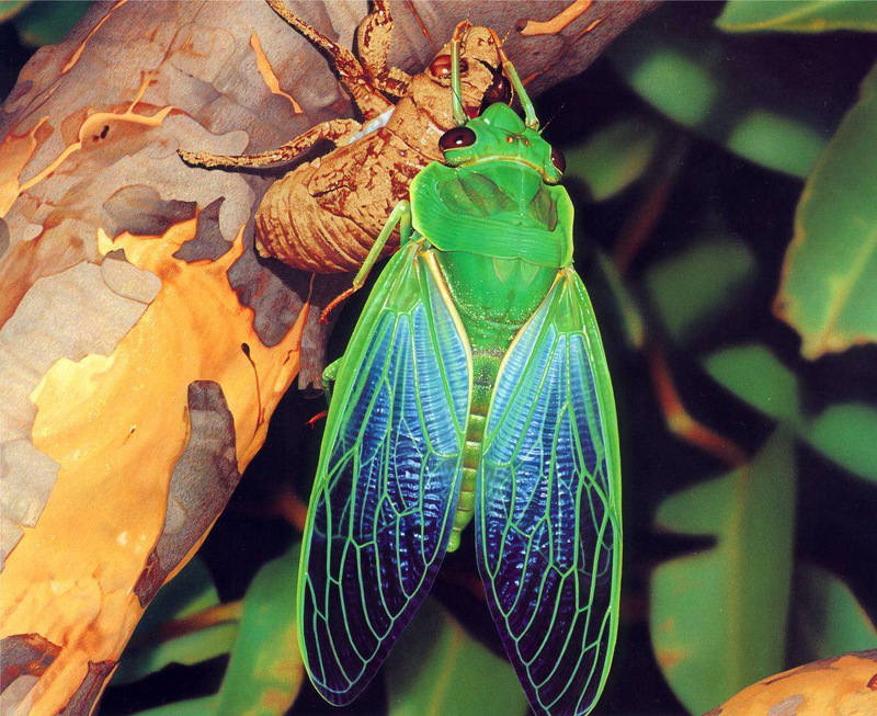 Greengrocer Cicada (Cyclochila australasiae); DISPLAY FULL IMAGE.