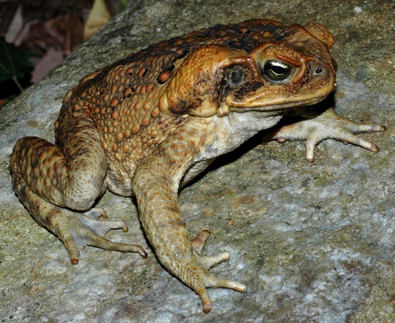 Cane Toad (Bufo marinus) - Wiki; DISPLAY FULL IMAGE.
