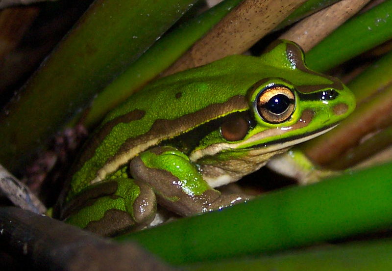 Green and Golden Bell Frog (Litoria aurea) camouflage; DISPLAY FULL IMAGE.