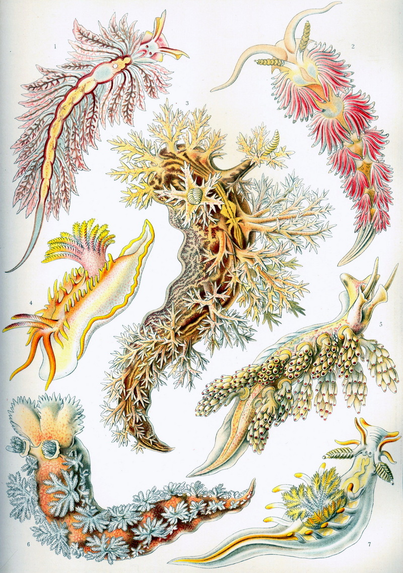Nudibranch (Order: Opisthobranchia, Suborder: Nudibranchia) - Wiki; DISPLAY FULL IMAGE.