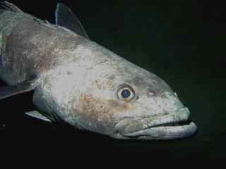 Antarctic Cod (Dissostichus mawsoni) - Wiki; Image ONLY