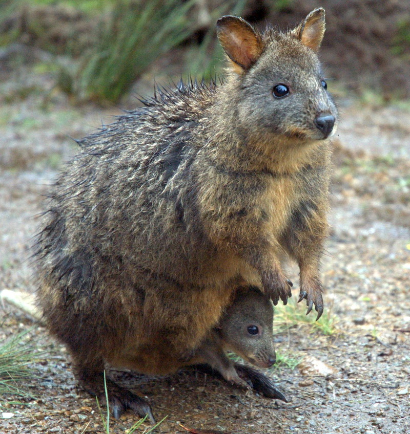 Tasmanian Pademelon (Thylogale billardierii) with joey; DISPLAY FULL IMAGE.