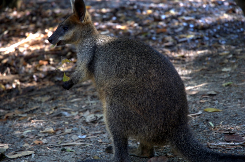 Swamp Wallaby (Wallabia bicolor) - Wiki; DISPLAY FULL IMAGE.
