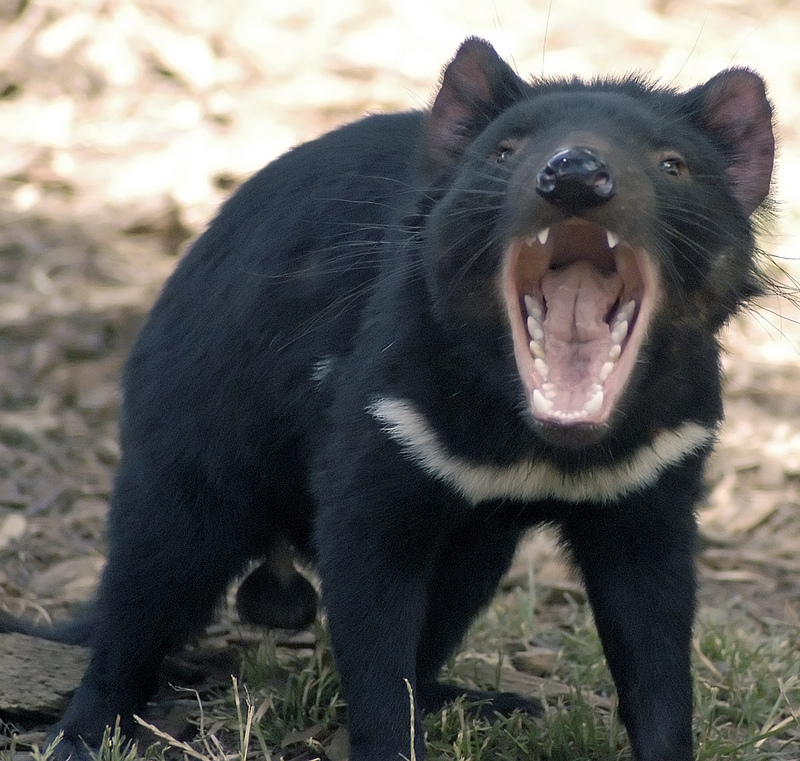 Tasmanian Devil (Sarcophilus harrisii) - Wiki; DISPLAY FULL IMAGE.