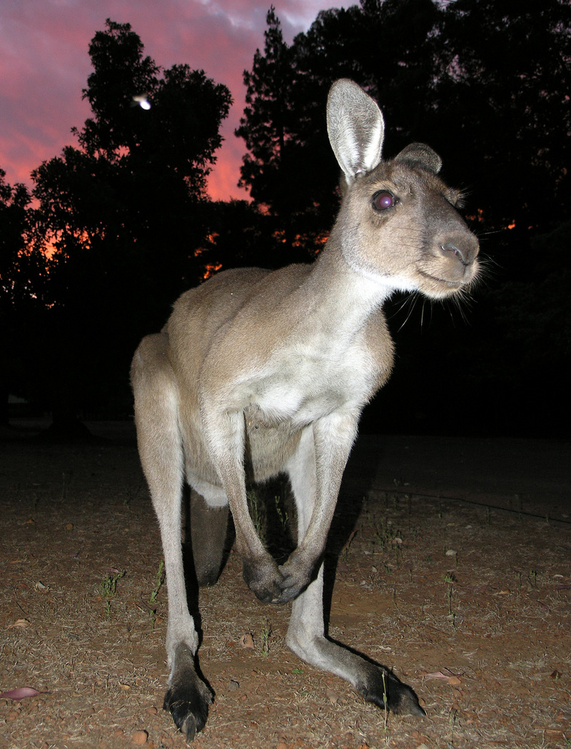 Western Grey Kangaroo (Macropus fuliginosis) - Wiki; DISPLAY FULL IMAGE.
