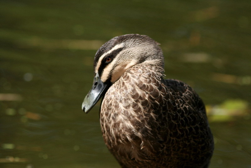 Pacific Black Duck (Anas superciliosa); DISPLAY FULL IMAGE.