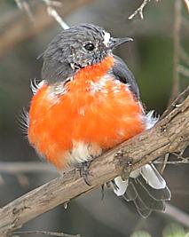 Flame Robin (Petroica phoenicea) - Wiki; Image ONLY