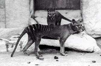 Thylacine (Thylacinus cynocephalus) - Wiki; Image ONLY