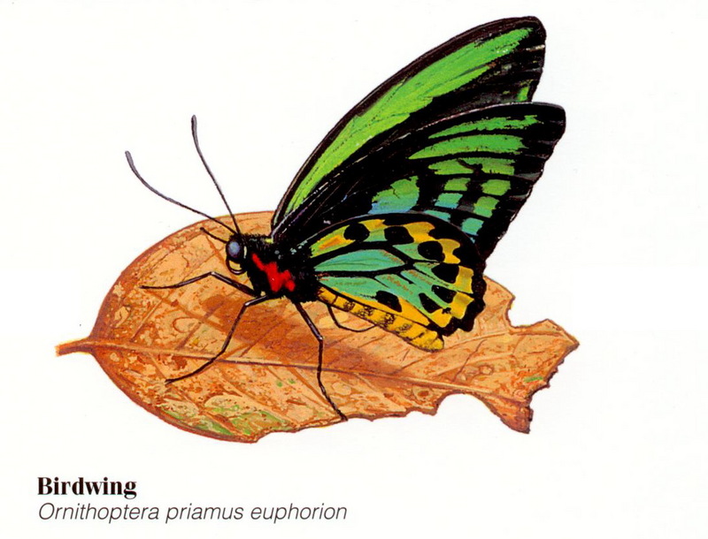 Ornithoptera priamus euphorion = Ornithoptera euphorion (Cairns birdwing); DISPLAY FULL IMAGE.
