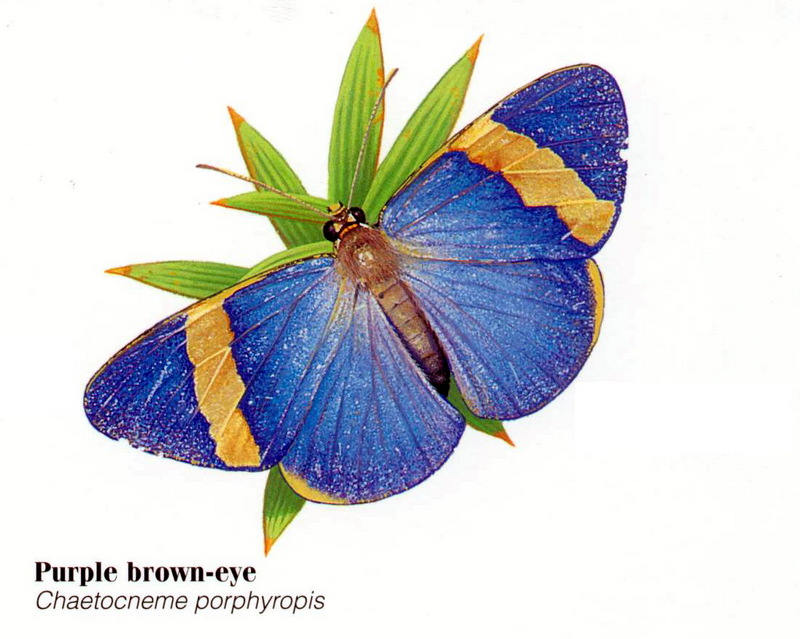Purple Brown-eye (Chaetocneme porphyropis); DISPLAY FULL IMAGE.
