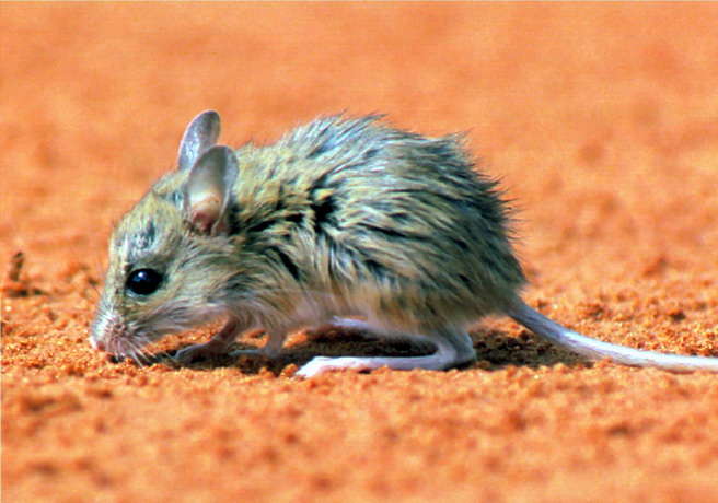 Spinifex Hopping Mouse (Notomys alexis) - Wiki {!--알렉스껑충쥐-->; Image ONLY