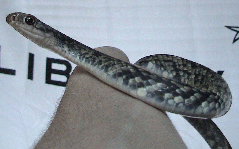 Buttermilk Racer (Coluber constrictor anthicus) - Wiki; DISPLAY FULL IMAGE.