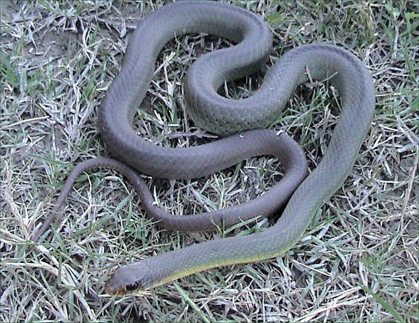 Eastern Yellowbelly Racer (Coluber constrictor flaviventris) - Wiki; Image ONLY