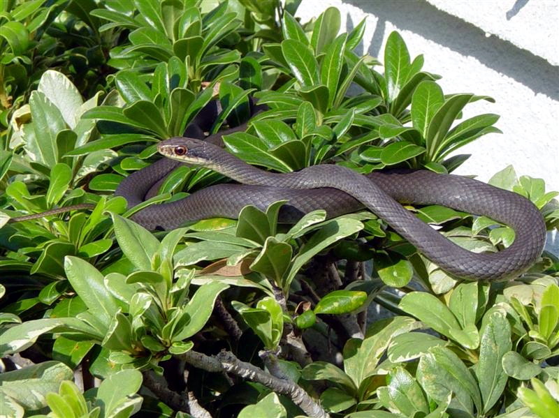 Southern Black Racer (Coluber constrictor priapus) - Wiki; DISPLAY FULL IMAGE.