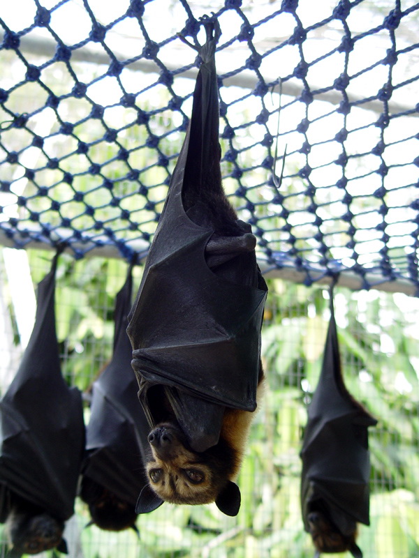 Spectacled Flying-fox (Pteropus conspicillatus) - Wiki; Image ONLY