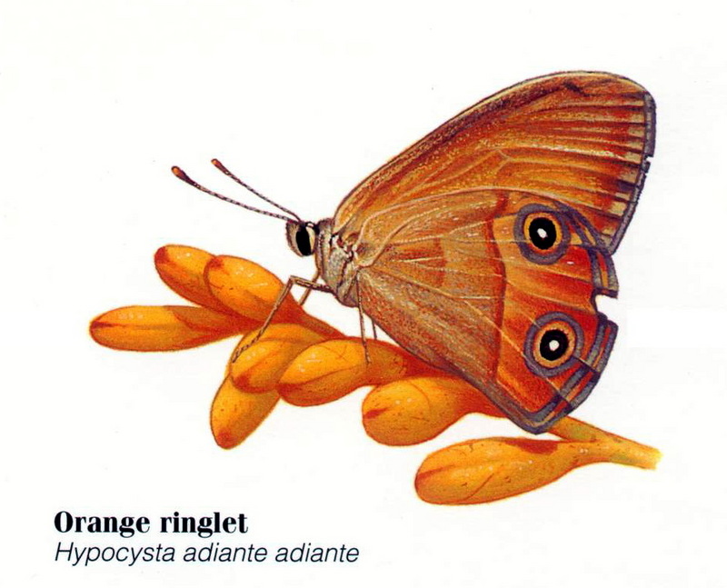 Orange Ringlet (Hypocysta adiante); DISPLAY FULL IMAGE.