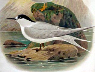 White-fronted Tern (Sterna striata) - Wiki; Image ONLY