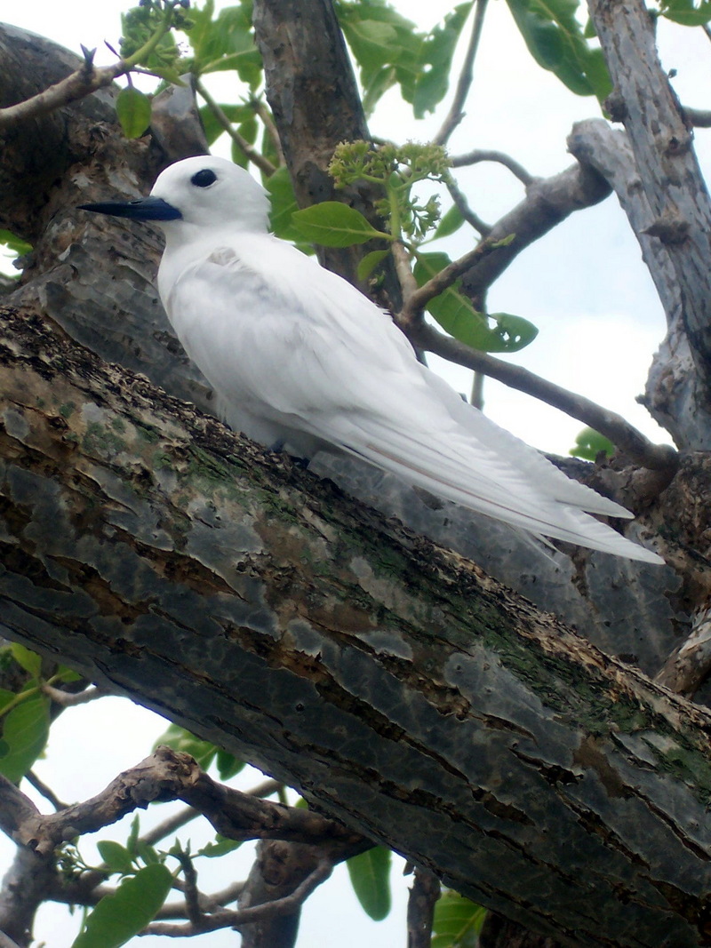 White Tern (Gygis alba) - Wiki; DISPLAY FULL IMAGE.