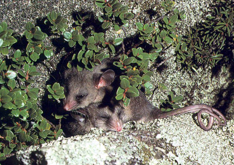 Mountain Pygmy Possum (Burramys parvus); DISPLAY FULL IMAGE.