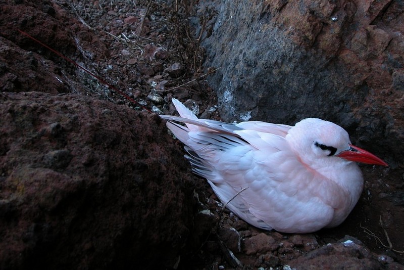 Red-tailed Tropicbird (Phaethon rubricauda) on nest; DISPLAY FULL IMAGE.