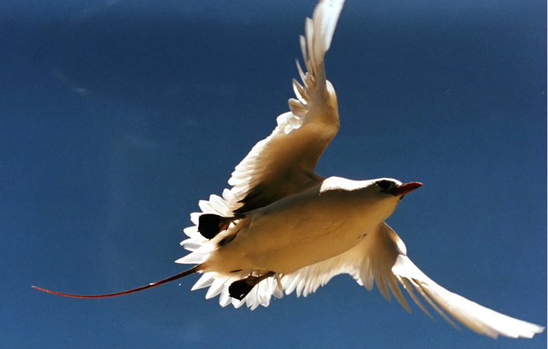 Tropicbird (Family: Phaethontidae, Genus: Phaethon) - Wiki; DISPLAY FULL IMAGE.