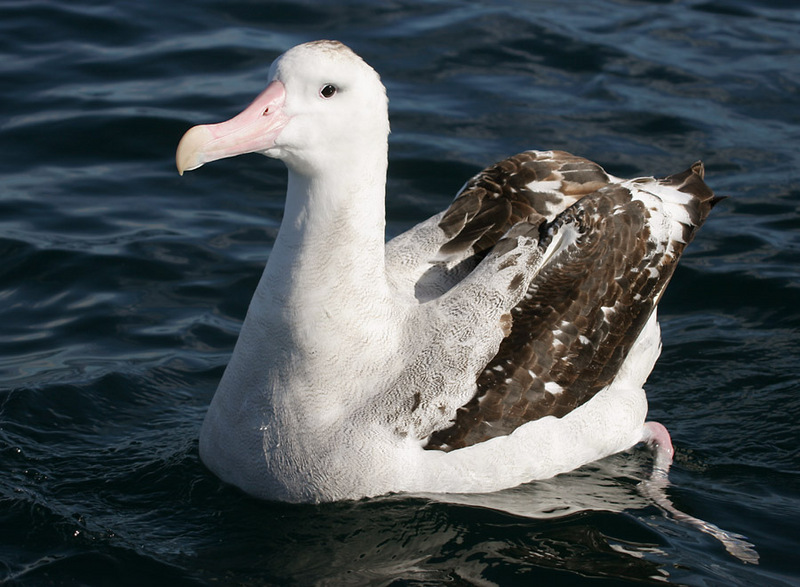 Wandering Albatross (Diomedea exulans); DISPLAY FULL IMAGE.