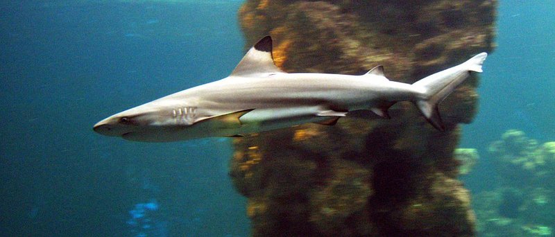 Blacktip Reef Shark (Carcharhinus melanopterus) - Wiki; DISPLAY FULL IMAGE.