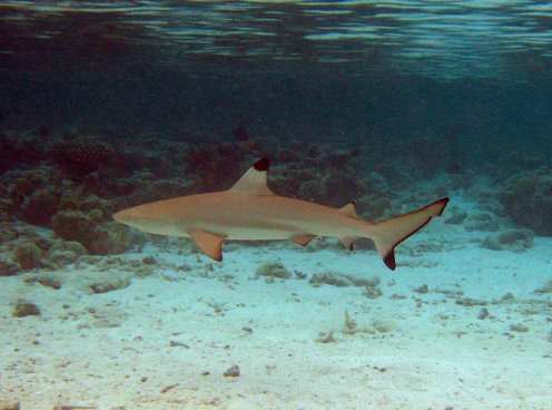 Blacktip Shark (Carcharhinus limbatus) - Wiki; Image ONLY