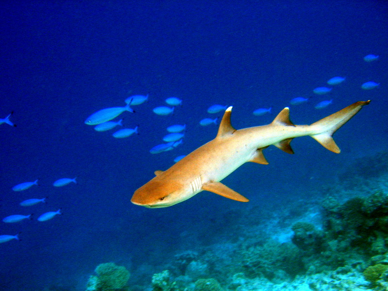 Whitetip Reef Shark (Triaenodon obesus) - Wiki; DISPLAY FULL IMAGE.
