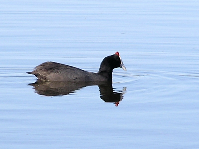 Red-knobbed Coot (Fulica cristata) - Wiki; DISPLAY FULL IMAGE.