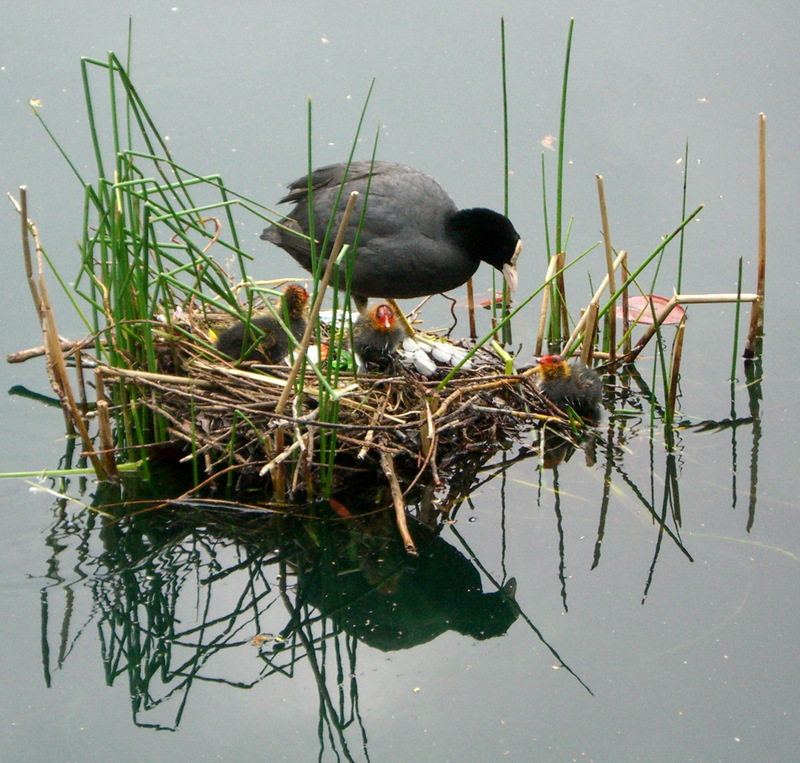 Eurasian Coot (Fulica atra) with chicks on nest; DISPLAY FULL IMAGE.