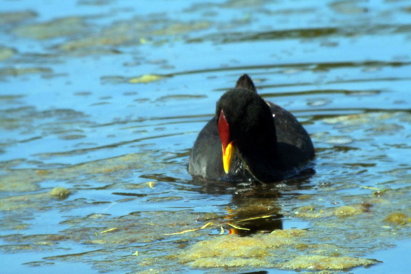 Red-fronted Coot (Fulica rufifrons) - Wiki; DISPLAY FULL IMAGE.