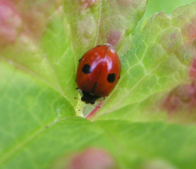 Two-spotted Lady Beetle (Adalia bipunctata) - Wiki; Image ONLY