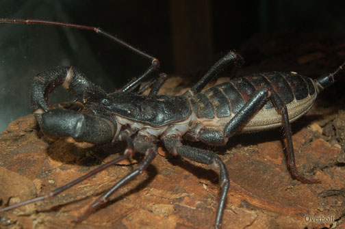 Whip Scorpion (Order: Thelyphonida) - Wiki; Image ONLY