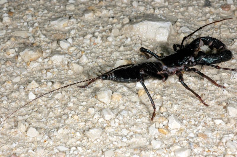 Whip Scorpion (Mastigoproctus giganteus), the largest known whip scorpion; DISPLAY FULL IMAGE.