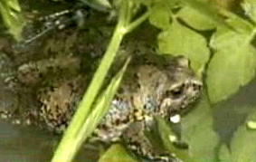 Boreal Digging Frog (Kaloula borealis) - Wiki; Image ONLY