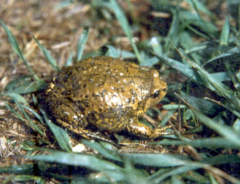 Boreal Digging Frog (Kaloula borealis) - 맹꽁이; DISPLAY FULL IMAGE.