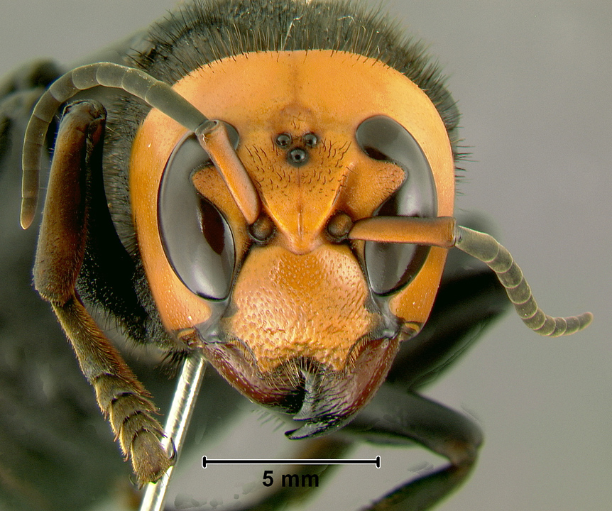 Asian Giant Hornet (Vespa mandarinia) - Wiki; Image ONLY