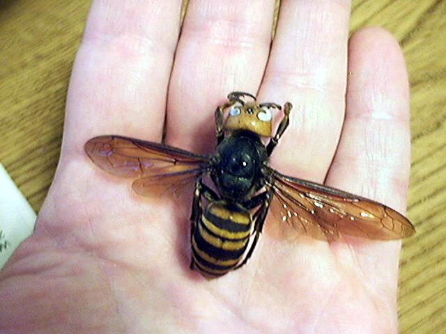Asian Giant Hornet (Vespa mandarinia); Image ONLY