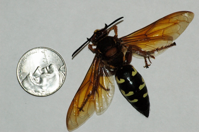 Cicada Killer Wasp (Sphecius speciosus) - Wiki; Image ONLY