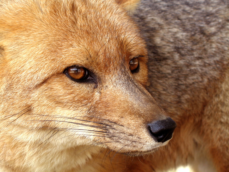 Culpeo, Patagonian Fox (Pseudalopex culpaeus) - Wiki; DISPLAY FULL IMAGE.